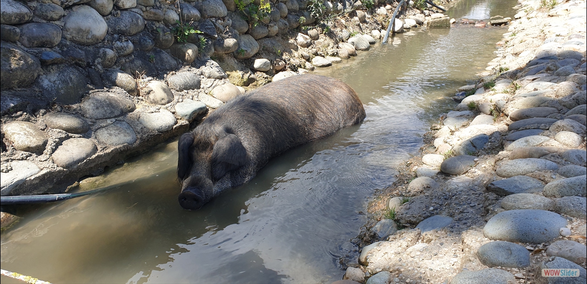 Les cochons de l'auberge