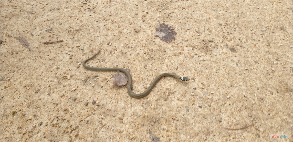 Rencontre sur le chemin du retour
